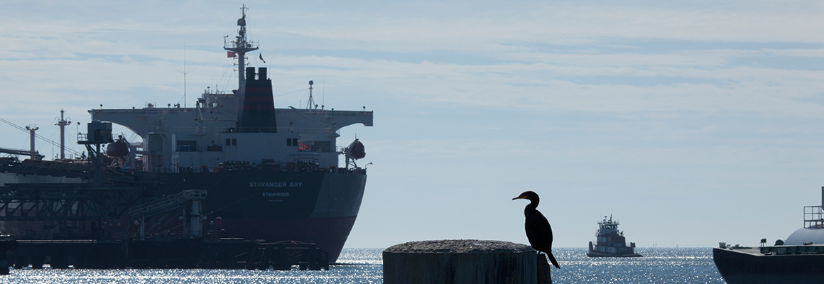 A large shipping vessel in the background and a seagull in the foreground.