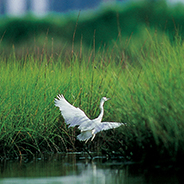 great blue heron landing in green wetlands